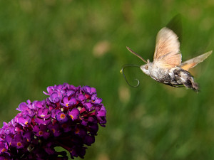 Macroglossum stellatarum butterfly sucking nectar from a 'butterfly tree'