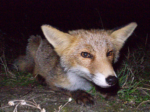 Playful fox