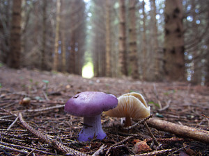Strangely colored mushroom friends on a trail