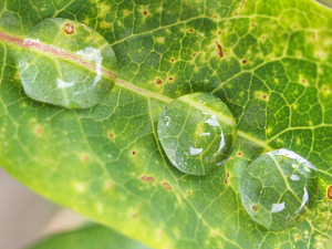 Rain drops on leaf