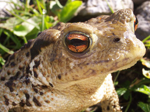 A toad trying to warm up in the morning sun on an alpine trail