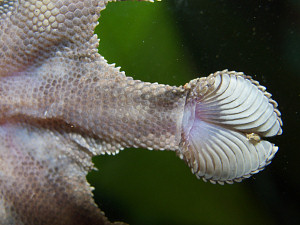 Gecko toe seen through a window