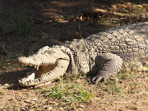 Intimidating crocodile
