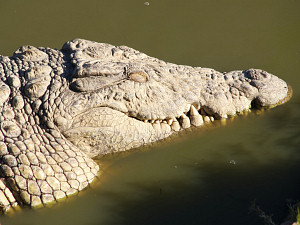 Crocodile waiting in the water