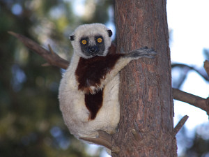 Indri lemur