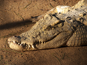 Smiling crocodile