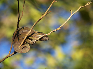 Chameleon on a branch