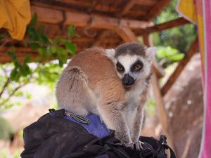 Ring-tail lemur checking out my pack