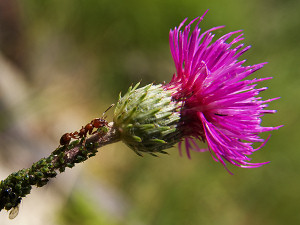 Ant growing its little farm on a thistle