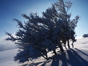 Frozen trees on the Vercors plateau