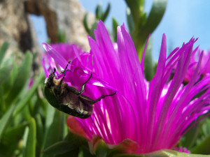 Climbing on a cactus flower, Hvar island