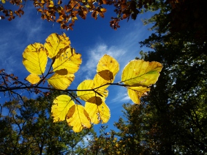 Autumn leaves