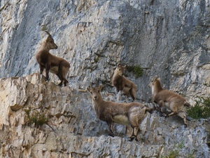 Group of Chamois