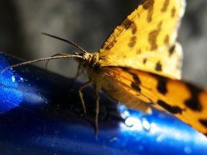 Butterfly on a locking binner