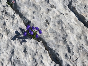 Hardy flower on limestone