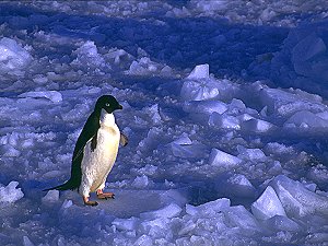 Adelie penguin on the sea ice