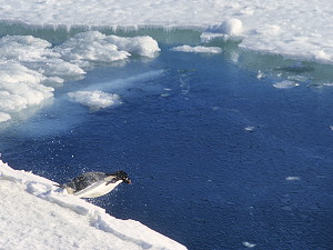 Adelie penguin diving into the ocean from an ice platform