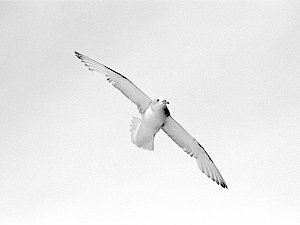 Antarctic Fulmar on flight