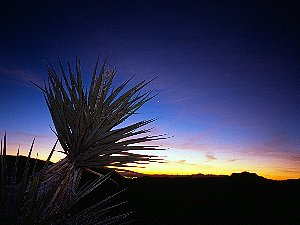 Sunrise behind a cactus