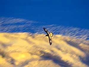 A cape petrel flying above the glacier