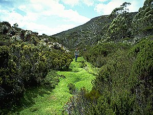 Carpet of moss on the Overland track