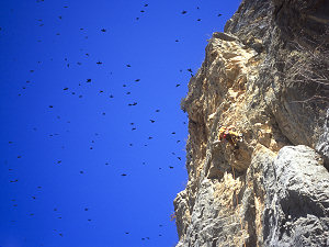 Large flock of mountain crows overflying rock climber