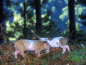 Wild piglets by the side of the road