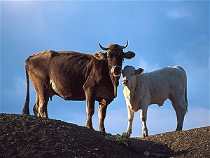 Cows in the sunset, Gran Sasso