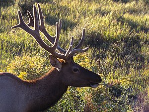 Deer in Yellowstone