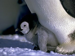 An young emperor chick in his usual resting spot