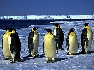 Emperor penguins ready to go back to the water