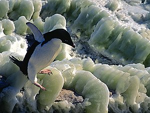 Adelie penguin on green ice
