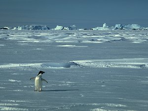 Lone Adelie penguin in early spring