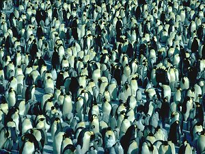 Emperor penguins spreading on the sea-ice on a warm day