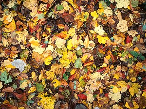 Carpet of leaves