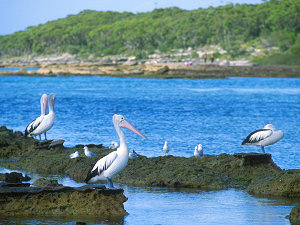 Pelicans resting after a fishing spree