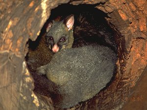 Couple of Bush-Tail possums in their nest