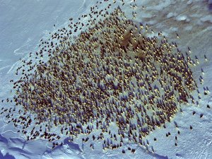 The main rookery of emperor penguins seen from the sky