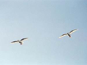 A couple of snow petrels flying together