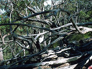 Mess of dead trees