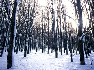 Snow covered trees on Macera de Morte, Appenino