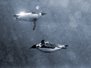 flyingpenguins