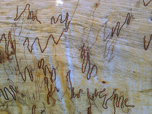 Woodworm tracks on eucalyptus bark