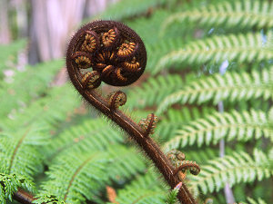 A young fern slowly unrolling as it grows