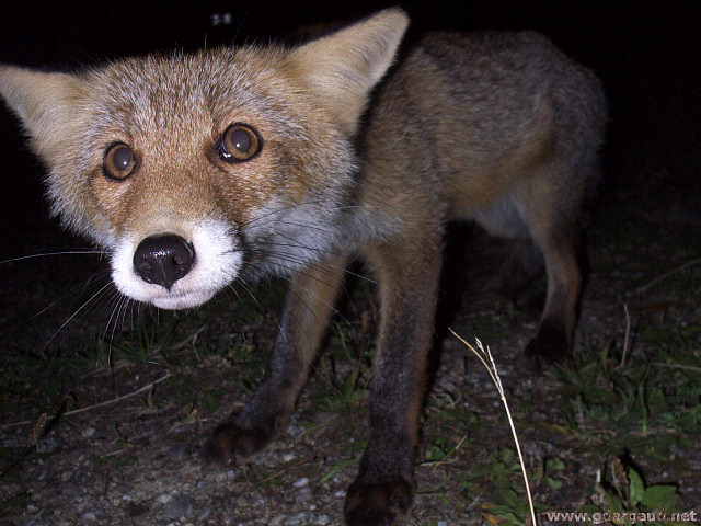 [20070908-210640_Fox.jpg]
Gentle fox hanging around our campfire in Val d'Orco.