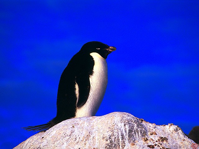 Adelie penguin on watch on a rock