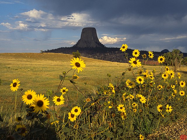 sunflowers wallpaper. US climbing wallpapers