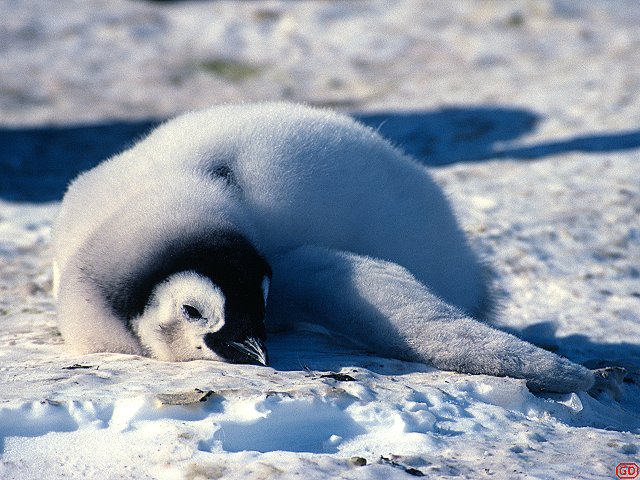 [HotChick.jpg]
An Emperor penguin chick overheating on a hot spring day.