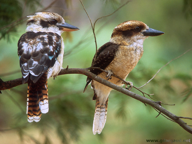 [Kookaburas.jpg]
Australian Kookaburras after spending the morning screaming their lungs out to wake us up. A regular and unwelcome alarm clock, unless you want to start climbing at 5am in order to avoid most of the heat of the day.