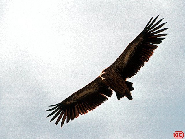 [Vulture.jpg]
A vulture in the tibetan sky.